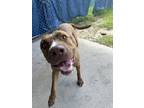 Adopt Yuri a Pit Bull Terrier, Mixed Breed