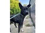 Adopt Scar a Labrador Retriever, Mixed Breed