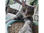 Adopt Kelly a Domestic Short Hair