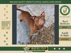 Adopt Betty a Mixed Breed