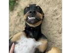 Adopt Poocher a Mixed Breed