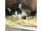 Adopt Gracie a Domestic Short Hair