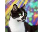 Adopt Charlize Theron a Domestic Short Hair