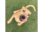Adopt Layla a Mixed Breed