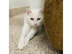 Adopt Luna a Domestic Short Hair