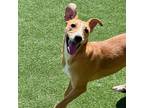 Adopt Margo a Mixed Breed