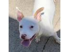 Adopt Kida a Mixed Breed