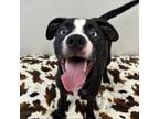 Adopt Cheer a Mixed Breed
