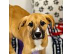 Adopt Maggie a Mixed Breed
