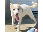 Adopt Coraline a Mixed Breed