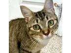 Adopt Aubrey a Domestic Short Hair