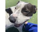 Adopt Nina a Mixed Breed