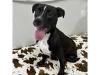 Adopt Glitter a Mixed Breed
