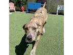 Adopt Diana a Mixed Breed
