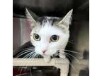 Adopt Polly a Domestic Short Hair