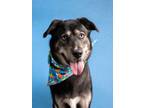 Adopt Alda a Australian Shepherd, Mixed Breed