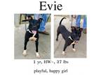 Adopt Evie a Mixed Breed
