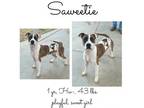 Adopt Saweetie a Mixed Breed