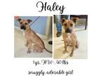 Adopt Haley a Mixed Breed