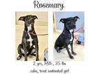 Adopt Rosemary a Mixed Breed