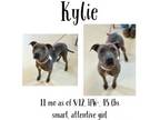 Adopt Kylie a Mixed Breed