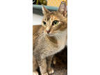 Adopt Tiny Mercedes - 6 lb Burmese Mix - SWEET a Burmese, Calico