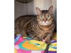 Adopt Dash a Domestic Short Hair