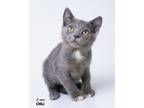 Adopt Chili a Domestic Short Hair