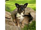 Adopt Juniper a Cardigan Welsh Corgi, Mixed Breed