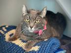 Adopt Princess a Domestic Short Hair