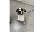 Adopt Myra a Pit Bull Terrier, Mixed Breed