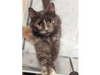 Adopt Cinder a Domestic Medium Hair