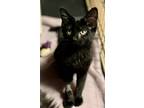 Adopt Vienna a Domestic Short Hair