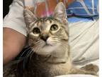 Adopt Maryann a Domestic Short Hair