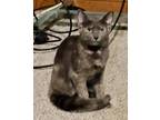 Adopt Memphis a Domestic Short Hair