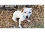 Adopt Baby G a Mixed Breed