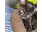 Adopt Daffodil a Domestic Short Hair