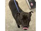 Adopt Babbs a Pit Bull Terrier
