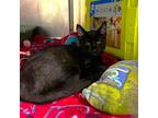 Adopt Marigold a Domestic Short Hair