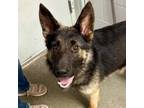 Adopt Sage a German Shepherd Dog