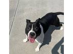 Adopt Bonnie a Pit Bull Terrier