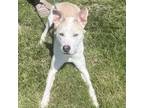 Adopt Bailey a Husky, Mixed Breed