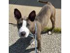 Adopt Lucy a Pit Bull Terrier