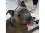 Adopt Princessa a Pit Bull Terrier