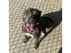 Adopt Indy a Pit Bull Terrier, Mixed Breed