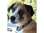 Adopt Shelby `Coconut` a Australian Shepherd, Boxer