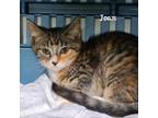 Adopt Joan a Domestic Short Hair