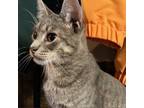 Adopt Scratch a Domestic Short Hair