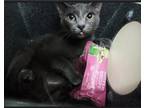 Adopt Daisy a Domestic Short Hair