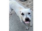 Adopt Valentine a Pit Bull Terrier, Mixed Breed